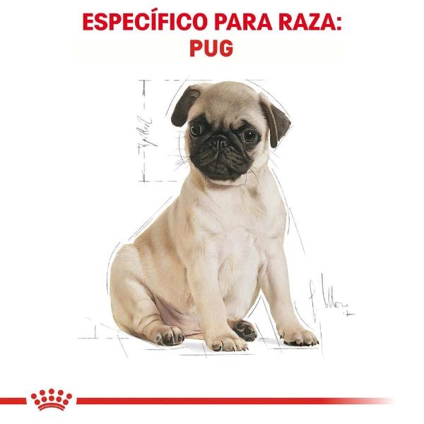 Alimento Croqueta Para Pug Cachorro 1.1Kg Royal Canin
