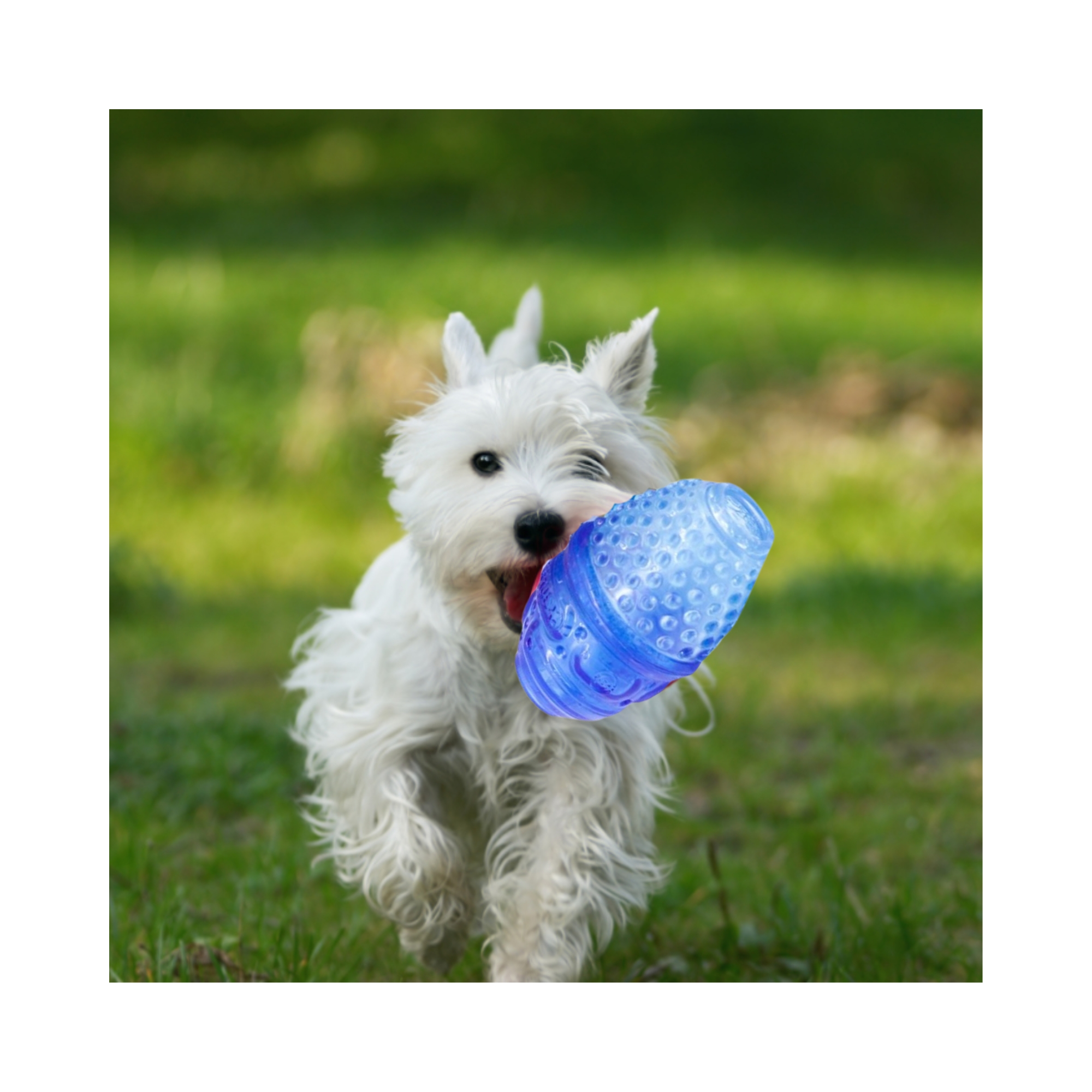Juguete para perro ovalado dispensa premios patitas felices  