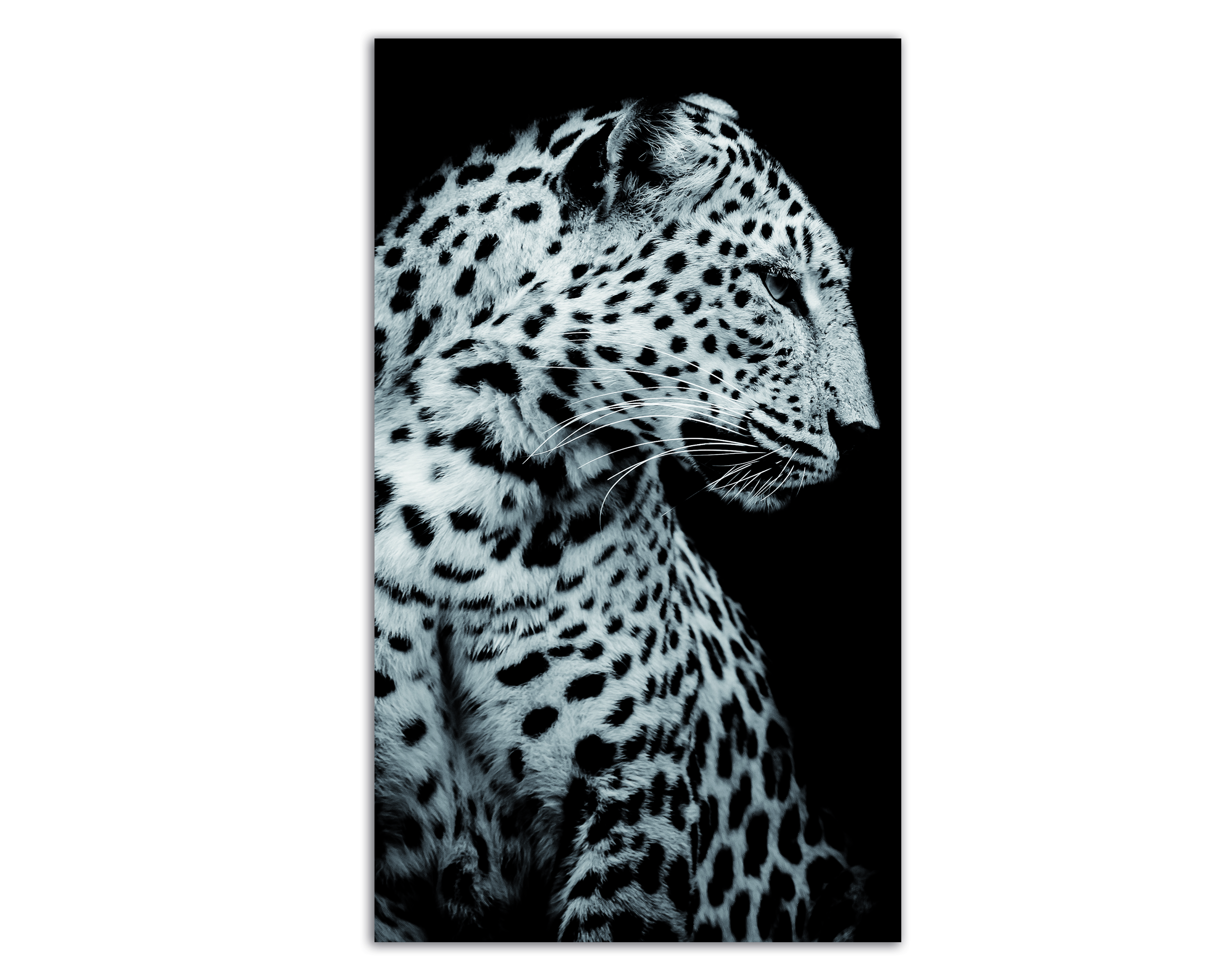 Cuadro Decorativo Acrílico Jaguar Blanco y Negro 70x120  