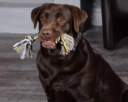 Juguetes Para Perros Hiperactivos 10 Unidades