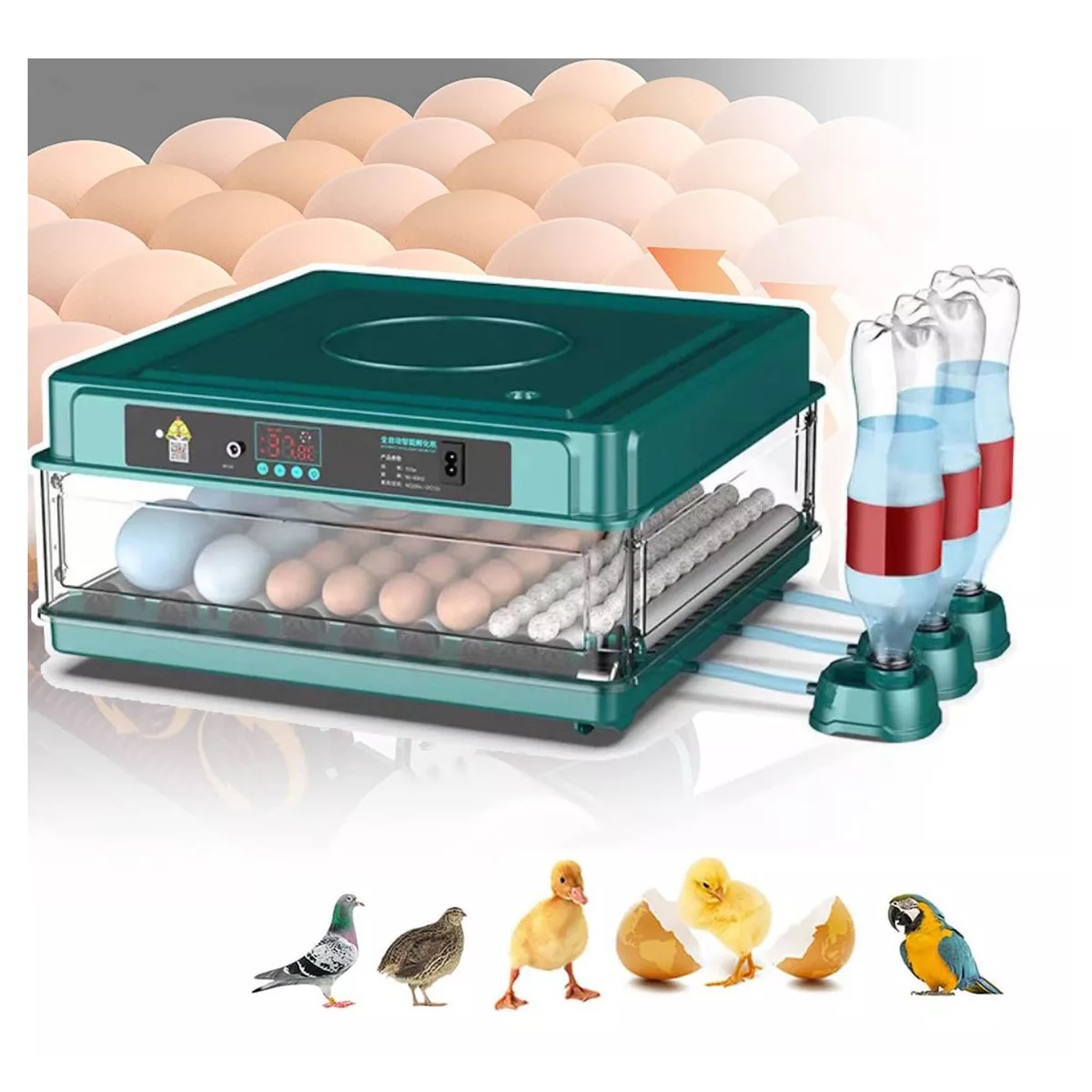 Incubadora 64 Huevos Automatico De Pollos Y Aves Corral