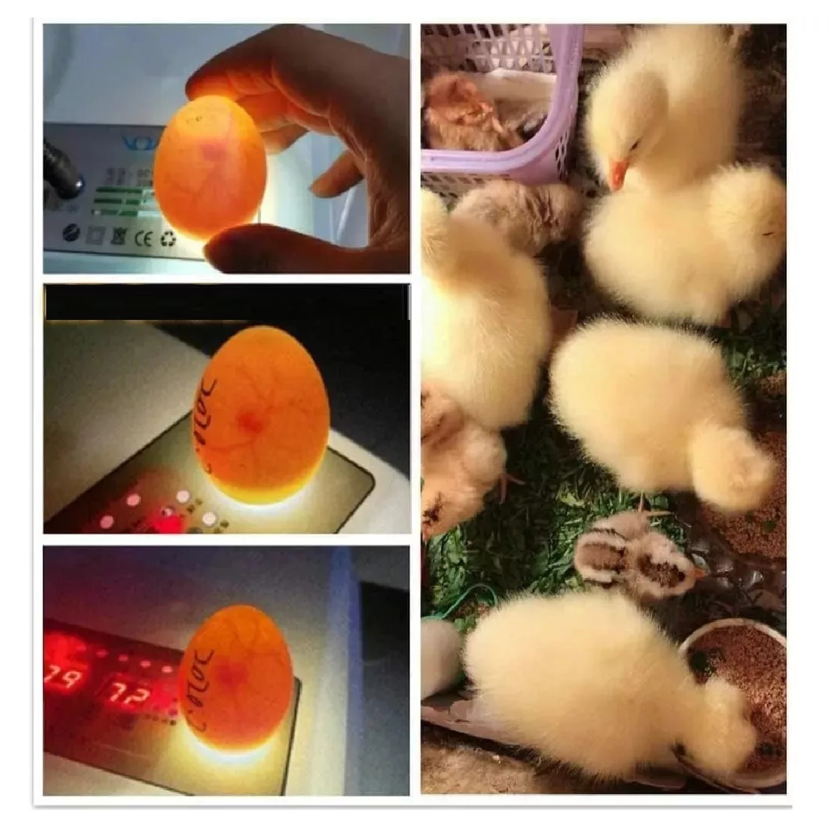 Incubadora 16 Huevos Automatico De Pollos Y Aves Corral