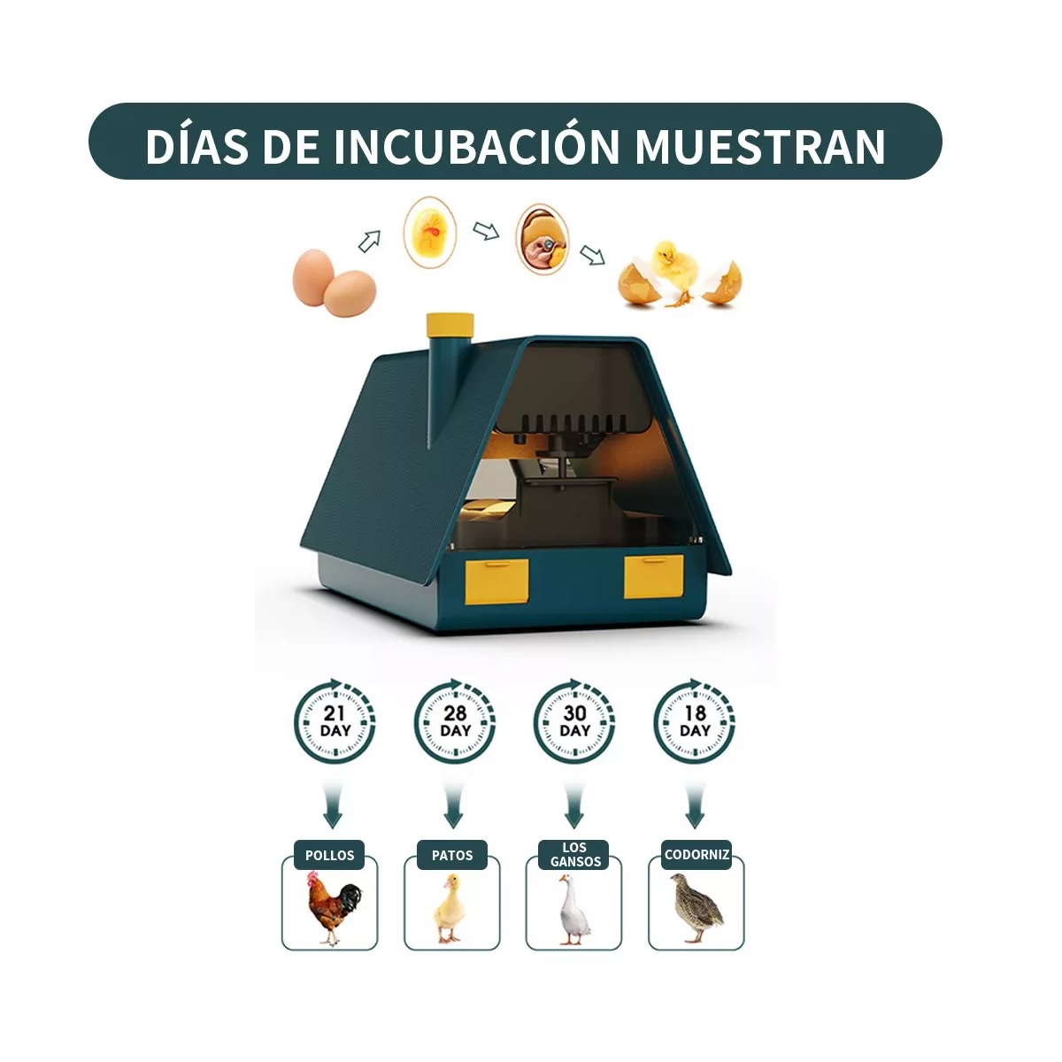 Incubadora Automática De Aves Corral, capacidad Para 10 huevos